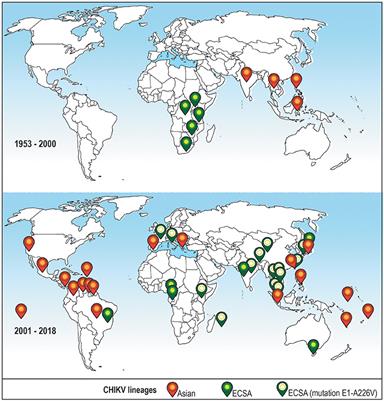 Cellular and Molecular Immune Response to Chikungunya Virus Infection